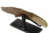 Fossil Hadrosaur (Edmontosaurus) Jaw Section with Stand - Montana #165892-2